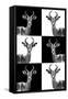 Safari Profile Collection - Antelopes-Philippe Hugonnard-Framed Stretched Canvas