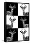 Safari Profile Collection - Antelopes-Philippe Hugonnard-Framed Stretched Canvas