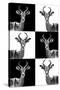 Safari Profile Collection - Antelopes-Philippe Hugonnard-Stretched Canvas
