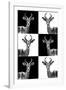 Safari Profile Collection - Antelopes-Philippe Hugonnard-Framed Photographic Print