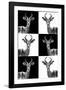 Safari Profile Collection - Antelopes-Philippe Hugonnard-Framed Photographic Print