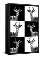 Safari Profile Collection - Antelopes-Philippe Hugonnard-Framed Stretched Canvas