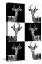 Safari Profile Collection - Antelopes-Philippe Hugonnard-Stretched Canvas