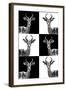 Safari Profile Collection - Antelopes-Philippe Hugonnard-Framed Photographic Print