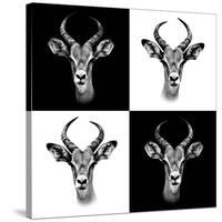 Safari Profile Collection - Antepoles Portraits II-Philippe Hugonnard-Stretched Canvas