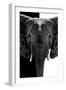 Safari Profile Collection - Elephant B&W III-Philippe Hugonnard-Framed Photographic Print