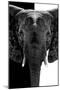 Safari Profile Collection - Elephant B&W III-Philippe Hugonnard-Mounted Photographic Print