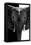 Safari Profile Collection - Elephant B&W III-Philippe Hugonnard-Framed Stretched Canvas