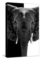 Safari Profile Collection - Elephant B&W III-Philippe Hugonnard-Stretched Canvas