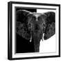 Safari Profile Collection - Elephant B&W IV-Philippe Hugonnard-Framed Photographic Print