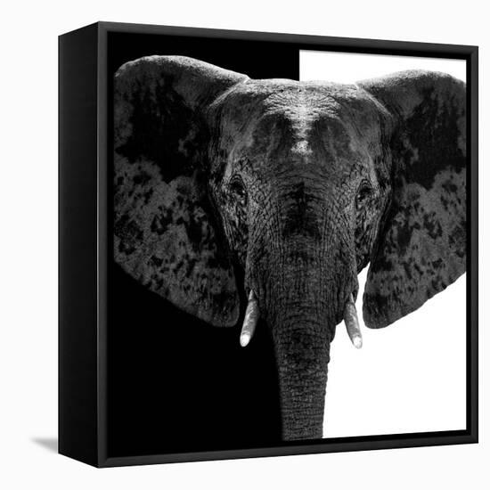 Safari Profile Collection - Elephant B&W IV-Philippe Hugonnard-Framed Stretched Canvas