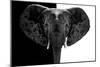 Safari Profile Collection - Elephant B&W-Philippe Hugonnard-Mounted Photographic Print