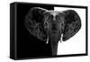 Safari Profile Collection - Elephant B&W-Philippe Hugonnard-Framed Stretched Canvas