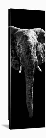 Safari Profile Collection - Elephant Black Edition II-Philippe Hugonnard-Stretched Canvas