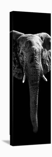 Safari Profile Collection - Elephant Black Edition II-Philippe Hugonnard-Stretched Canvas