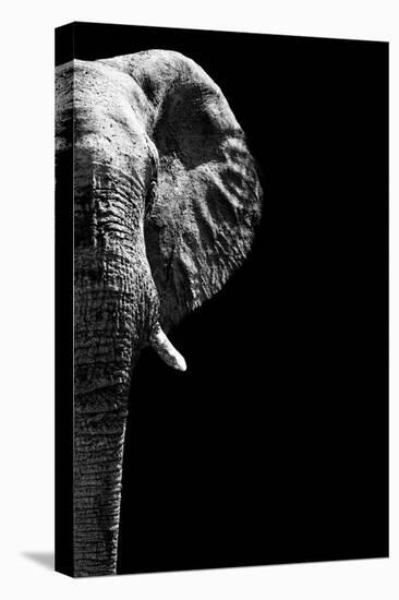 Safari Profile Collection - Elephant Black Edition IV-Philippe Hugonnard-Stretched Canvas