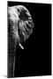 Safari Profile Collection - Elephant Black Edition IV-Philippe Hugonnard-Mounted Photographic Print