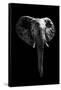 Safari Profile Collection - Elephant Black Edition-Philippe Hugonnard-Framed Stretched Canvas