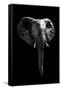 Safari Profile Collection - Elephant Black Edition-Philippe Hugonnard-Framed Stretched Canvas