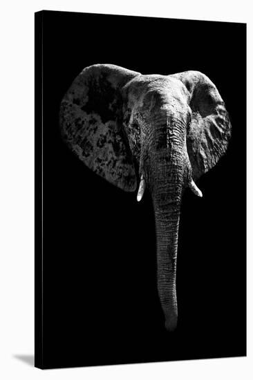 Safari Profile Collection - Elephant Black Edition-Philippe Hugonnard-Stretched Canvas