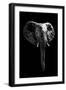 Safari Profile Collection - Elephant Black Edition-Philippe Hugonnard-Framed Photographic Print