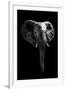 Safari Profile Collection - Elephant Black Edition-Philippe Hugonnard-Framed Photographic Print