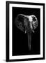 Safari Profile Collection - Elephant Black Edition-Philippe Hugonnard-Framed Photographic Print