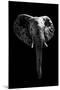 Safari Profile Collection - Elephant Black Edition-Philippe Hugonnard-Mounted Photographic Print