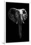 Safari Profile Collection - Elephant Black Edition-Philippe Hugonnard-Framed Photographic Print