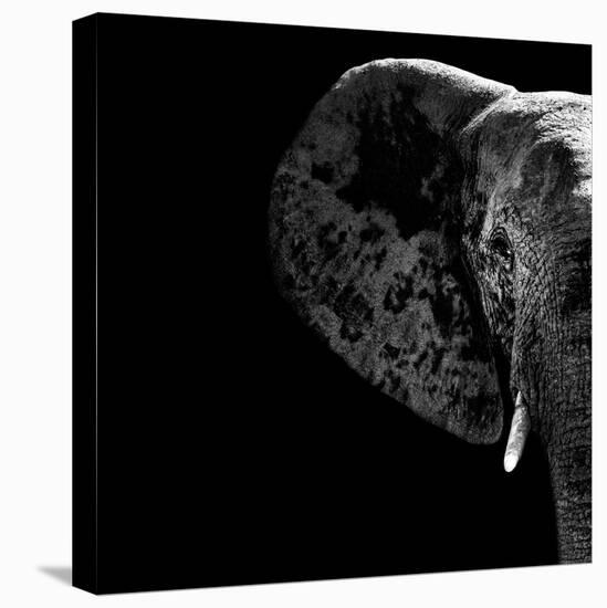 Safari Profile Collection - Elephant Portrait Black Edition II-Philippe Hugonnard-Stretched Canvas