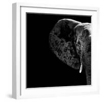 Safari Profile Collection - Elephant Portrait Black Edition II-Philippe Hugonnard-Framed Photographic Print