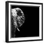 Safari Profile Collection - Elephant Portrait Black Edition III-Philippe Hugonnard-Framed Photographic Print