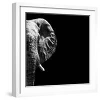 Safari Profile Collection - Elephant Portrait Black Edition III-Philippe Hugonnard-Framed Photographic Print