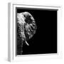 Safari Profile Collection - Elephant Portrait Black Edition III-Philippe Hugonnard-Framed Photographic Print