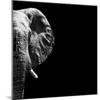 Safari Profile Collection - Elephant Portrait Black Edition III-Philippe Hugonnard-Mounted Photographic Print