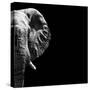 Safari Profile Collection - Elephant Portrait Black Edition III-Philippe Hugonnard-Stretched Canvas