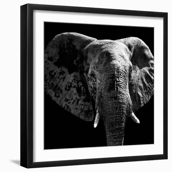 Safari Profile Collection - Elephant Portrait Black Edition IV-Philippe Hugonnard-Framed Photographic Print