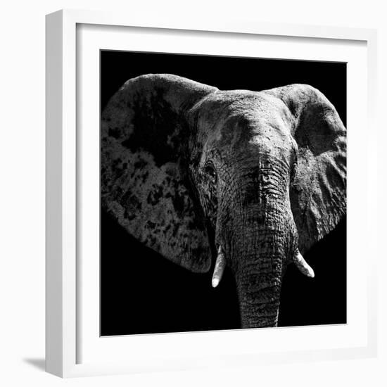 Safari Profile Collection - Elephant Portrait Black Edition IV-Philippe Hugonnard-Framed Photographic Print