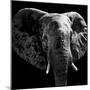 Safari Profile Collection - Elephant Portrait Black Edition IV-Philippe Hugonnard-Mounted Premium Photographic Print