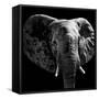 Safari Profile Collection - Elephant Portrait Black Edition IV-Philippe Hugonnard-Framed Stretched Canvas