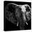 Safari Profile Collection - Elephant Portrait Black Edition IV-Philippe Hugonnard-Stretched Canvas