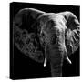 Safari Profile Collection - Elephant Portrait Black Edition IV-Philippe Hugonnard-Stretched Canvas