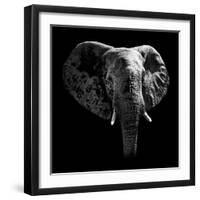 Safari Profile Collection - Elephant Portrait Black Edition-Philippe Hugonnard-Framed Photographic Print