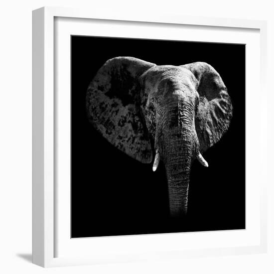Safari Profile Collection - Elephant Portrait Black Edition-Philippe Hugonnard-Framed Photographic Print