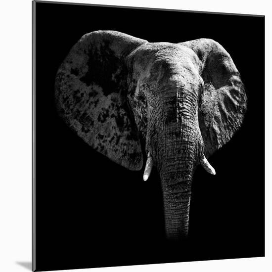Safari Profile Collection - Elephant Portrait Black Edition-Philippe Hugonnard-Mounted Photographic Print
