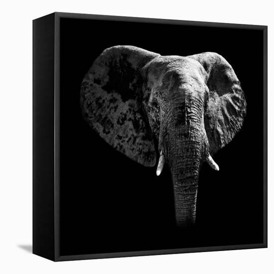 Safari Profile Collection - Elephant Portrait Black Edition-Philippe Hugonnard-Framed Stretched Canvas