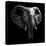 Safari Profile Collection - Elephant Portrait Black Edition-Philippe Hugonnard-Stretched Canvas