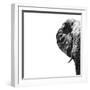 Safari Profile Collection - Elephant Portrait White Edition II-Philippe Hugonnard-Framed Photographic Print