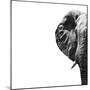 Safari Profile Collection - Elephant Portrait White Edition II-Philippe Hugonnard-Mounted Photographic Print