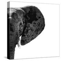 Safari Profile Collection - Elephant Portrait White Edition III-Philippe Hugonnard-Stretched Canvas